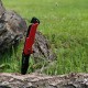 Couteau de survie pliable avec manche bi-matière YATO