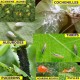 Savon Bio insecticide potassique Naturel 1L GREENEX