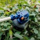 Coupe-herbe et bordure Sans-fil 300mm 20V WADFOW